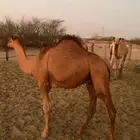 قعود مفرود تم البيع