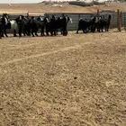 جفرات عوارض