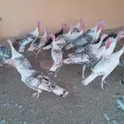 دجاج رومي