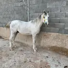 مهر واهو حفيد حرير