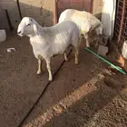 خرفان حريات حري ضحايا