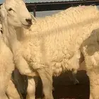 خروف جذع للبيع
