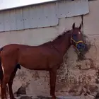 حصان عربي نسب قوي