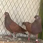حمام كوره