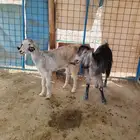 معزا عوارض