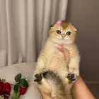 قطط سكوتش فولد قولد للبيع