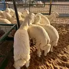 ذبايح حري تيوس نعيم ذبائح