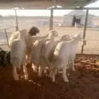 ذبايح خرفان اسمان