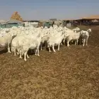 حريات مراح