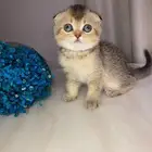 قطط سكوتش فولد للبيع
