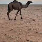 بكرة صفراء للبيع العمر توها مكمله ثلاث سنوات