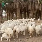 العدد ستين فيها عدد عشرين خلفه والباقي دفيع مراح واحد