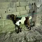 تيس للبيع
