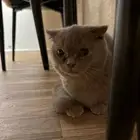 قطط