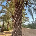 نخل للبيع