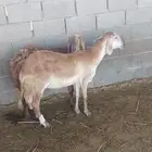رخال ضان سواكني جروم ومد مشاء الله