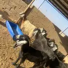 معزاء دفيع