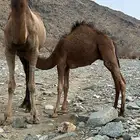 قعدان للبيع