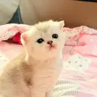 سكوتش فولد للبيع