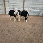 عشرة بهم نجد صنف