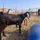للبيع تيوس طيبه جدا سليمه العدد 10 الموقع ذهبان