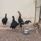 دجاج باكستاني