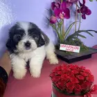 mini Maltese and mini Shitzhu