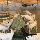 تيوس للبيع جمله وتفريد لحم يبيض وجهك
