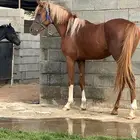 حصان شعبي للبيع