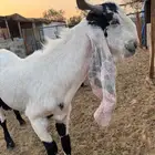 فحل تيس مشروك صنف