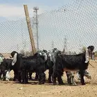 بيعن الله يربحه جفرات شق 3