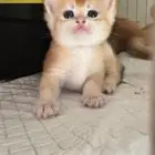 سكوتش قولد للبيع