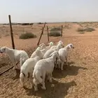 بهم حري