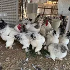 دجاج براهما كولمبي بياض