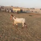 تيس فحل مشروك حار في الاضراب