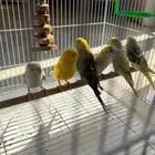 جوز عصافير الحب