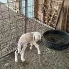 نعجه والد معها رخل للبيع