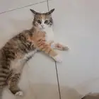 قطه للتبني