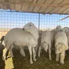بهم حري كلش خروف عدد 11