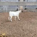 تيس شحم ولحم