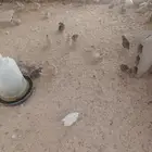 للبيع سمان