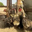 القنفدة القوز