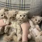 4 كيتنز للبيع