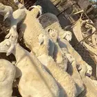 غنم حريات صنف
