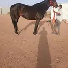 فرس انجليزية دهما بأوراق وجواز سفر