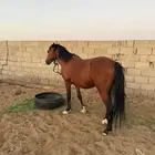 حصان شعبي للبيع