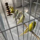 عصافير الحب