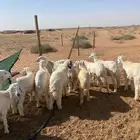 بهم حري