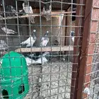 حمام باكستاني