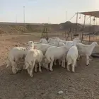 طليان حري ذبايح مناسبات ذبائح ضيوف ثلاجه يوجد صلخ وتوصيل